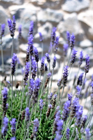 Propagating lavender and enjoying one of the best dry landscaping plants at your disposal